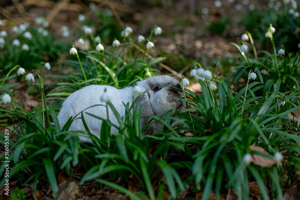 Fototapeta premium Králík v bledulích