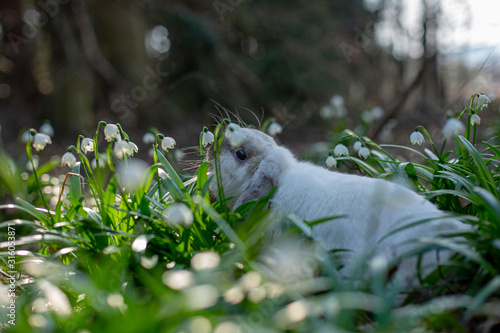 Bunny snowflake