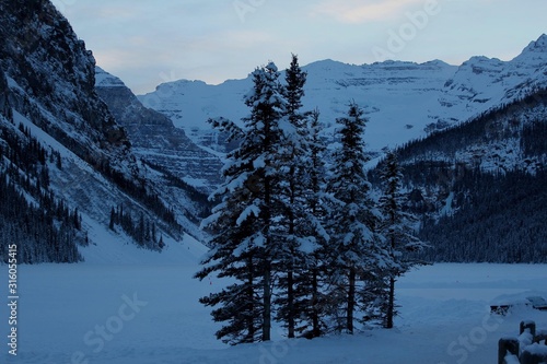 Mount Victoria behind trees at Lake Louise Chateau, Banff National Park, Canadian Rockies photo