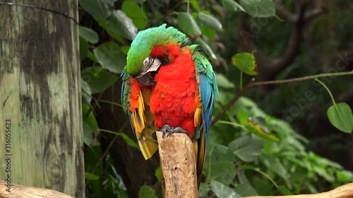 Macaw parrot bird. 