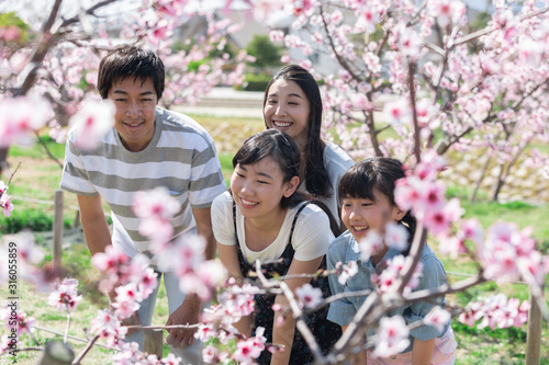 桜を観察する家族