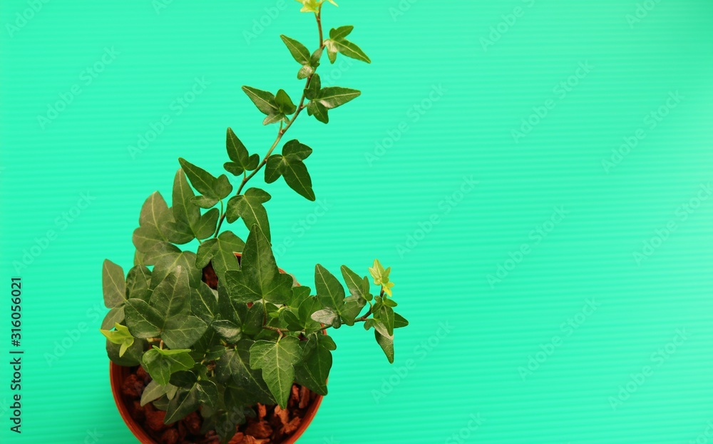 観葉植物 アイビー 癒し 屋内 Stock Photo Adobe Stock 観葉植物 アイビー 癒し 屋内 Stock Photo Adobe Stock