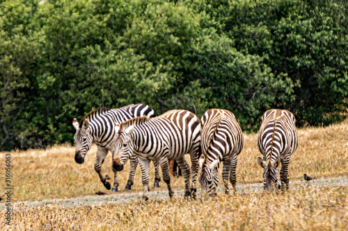 Zebras roaming freely on the range on a golden grass background.
