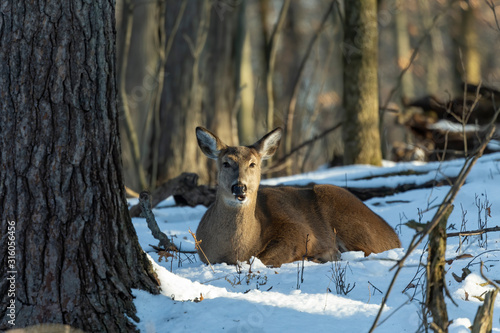 Deer. The white-tailed deer  also known as the whitetail or Virginia deer in winter on snow. White taild deer is  the wildlife symbol of Wisconsin  and game animal of Oklahoma. photo