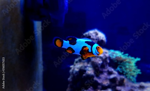 Unique hybrid snowflake clownfishes in reef aquarium tank