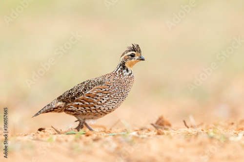 Картината върху платно Northern Bobwhite, Lagona Seca Ranch, Texas