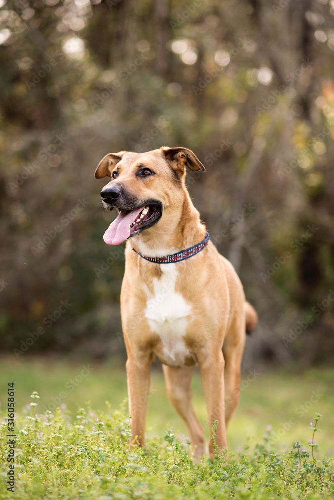 Anatolian German Shepherd mix on a beautiful sunny days in the forest, dog outdoors at a park Anatolian German Shepherd mix on a beautiful sunny days in the forest, dog outdoors at a park