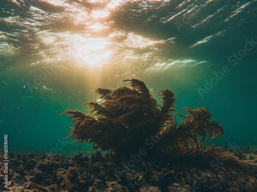 Obraz na plátne coral underwater with sunset