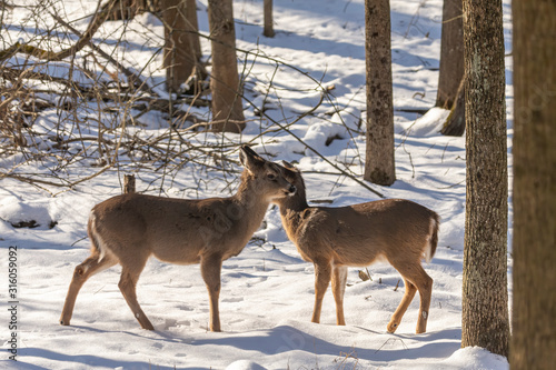 Deer. The white-tailed deer  also known as the whitetail or Virginia deer in winter on snow. White taild deer is  the wildlife symbol of Wisconsin  and game animal of Oklahoma. photo