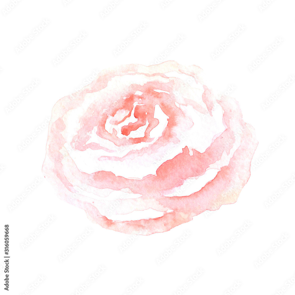 Watercolor gentle pink rose hand drawn on white background Watercolor gentle pink rose hand drawn on white background