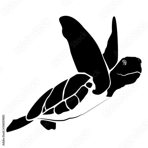 graphic sea turtle,vector illustration of sea turtle,vector of turtle design on a white background