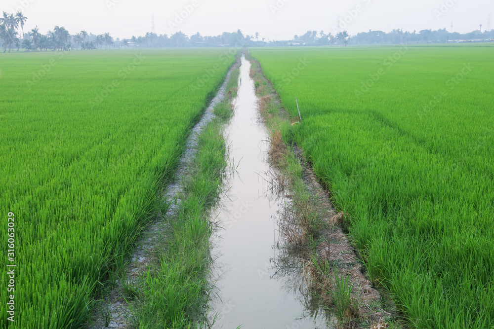 The water canal stretches in the middle of the green field. The water canal stretches in the middle of the green field.