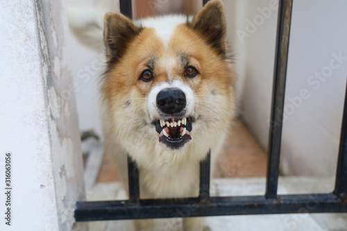 Bilde på lerret Watchdog It is barking