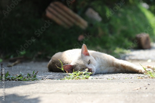 sleeping cat © Champ
