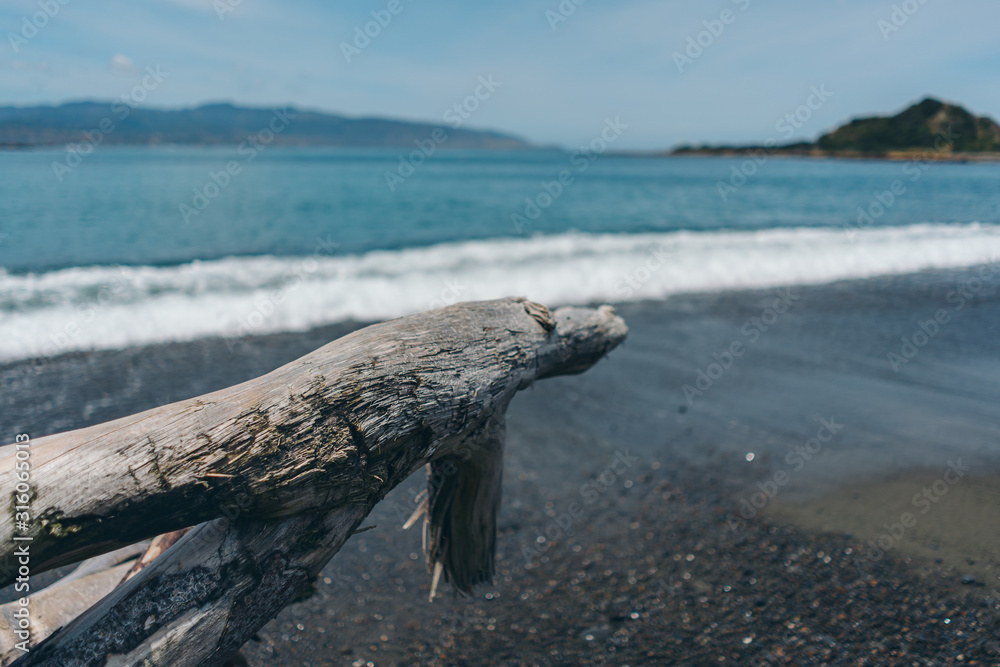 Dead wood on the beach; dead tree on the beach