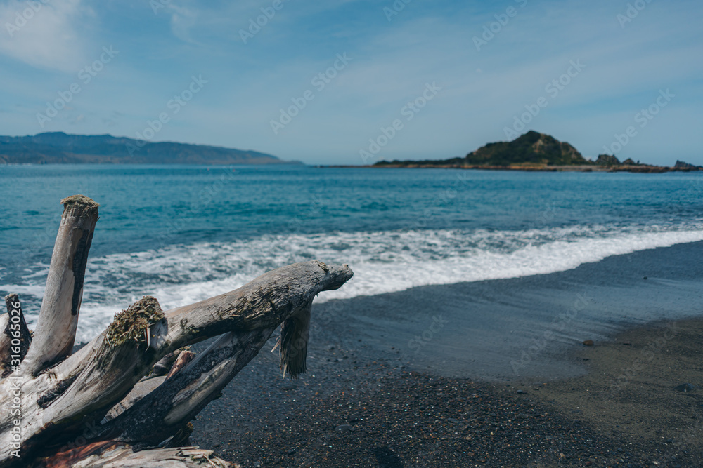 Dead wood on the beach; dead tree on the beach