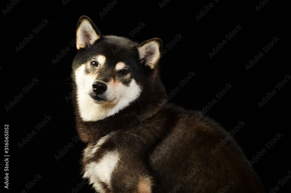 柴犬 柴犬