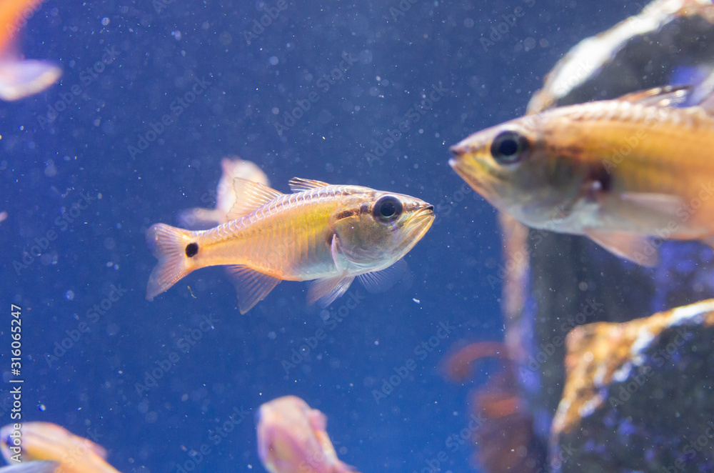 Naklejka premium ネンブツダイ