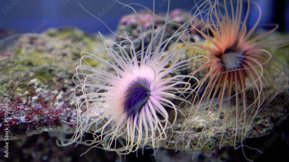 Beautiful sea anemone. Scuba diving background. Colorful sea life. Abstract nature concept. Ocean wildlife. Marine underwater life.