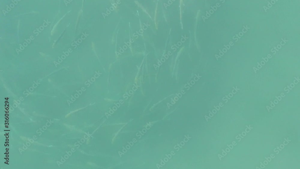 Baitball with fish swimming in the ocean Baitball with fish swimming in the ocean