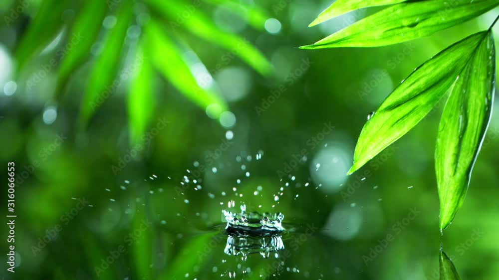 Super slow motion of dropping water with palm leaf, spa and wellness concept. Filmed on very high speed cinema camera, 1000 fps. Super slow motion of dropping water with palm leaf, spa and wellness concept. Filmed on very high speed cinema camera, 1000 fps.