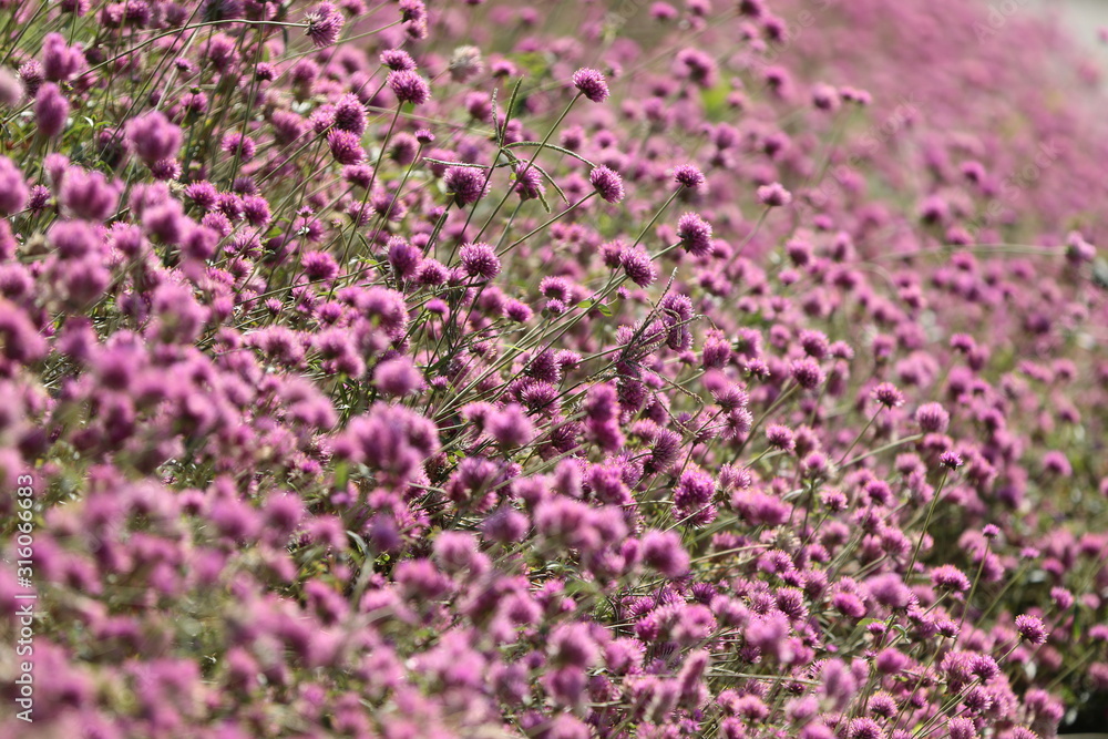 field of purple flowers field of purple flowers