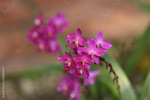 purple flowers in garden