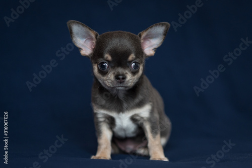 Blue Chihuahua puppy on a classic blue background.