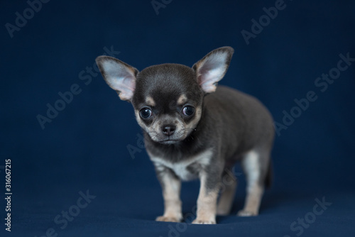 Blue Chihuahua puppy on a classic blue background.