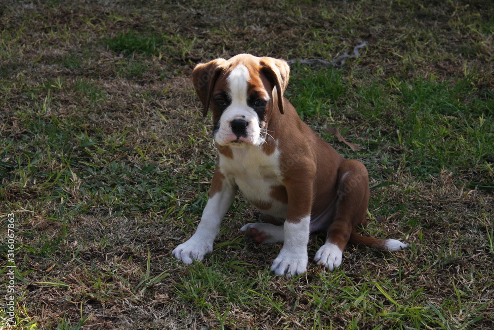 Boxer pup in backyard