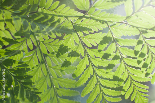 green leaves under sunlight