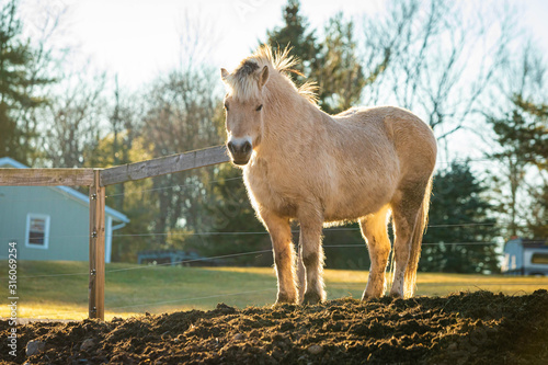 Beautiful white horse at sunset in fron of the farm symbol of freedom photo