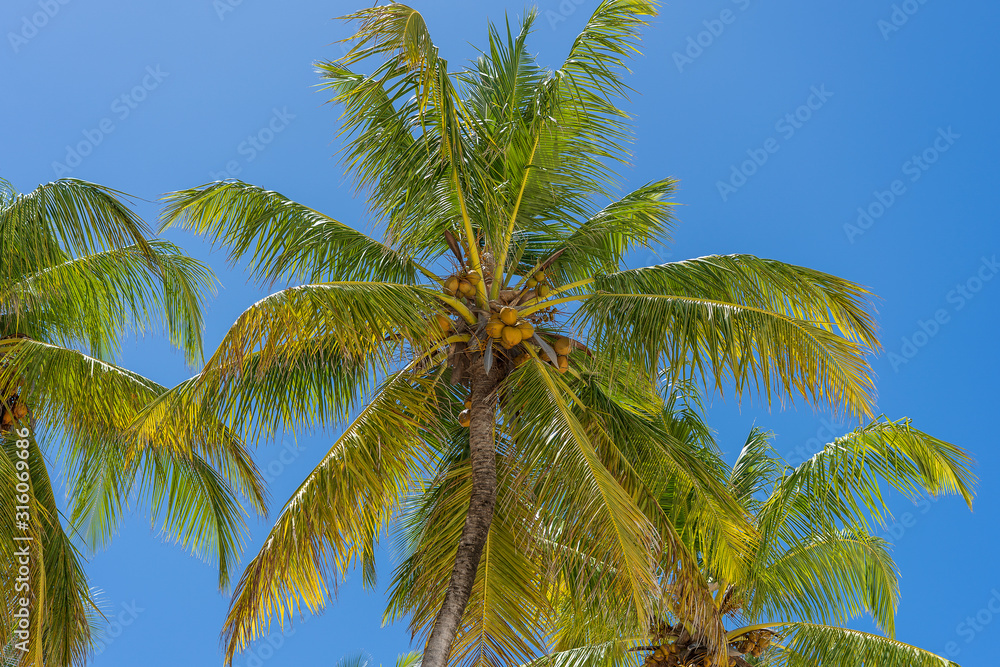 Coconut palm tree perspective view from floor high up on the beach, island of Zanzibar, Tanzania, East Africa