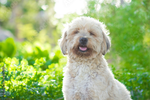 Background photo. Beautiful female dog being photographed with eyes closed and turns out.