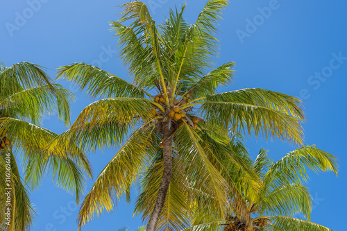 Coconut palm tree perspective view from floor high up on the beach, island of Zanzibar, Tanzania, East Africa