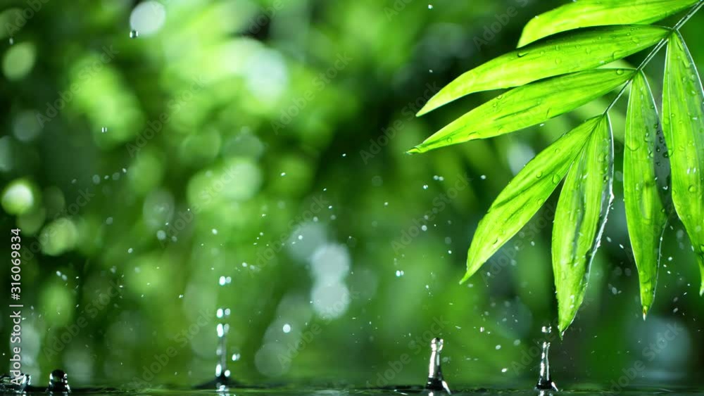 Super slow motion of dropping water with palm leaf, spa and wellness concept. Filmed on very high speed cinema camera, 1000 fps. Super slow motion of dropping water with palm leaf, spa and wellness concept. Filmed on very high speed cinema camera, 1000 fps.
