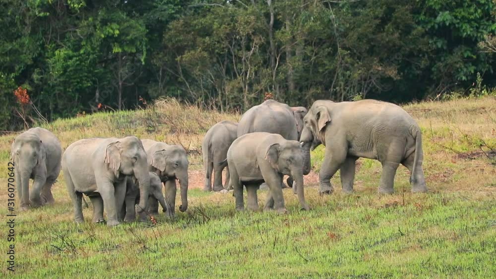 Scene slow motion of family asian elephants walking in the meadow of Thailand, animal in the wild Scene slow motion of family asian elephants walking in the meadow of Thailand, animal in the wild