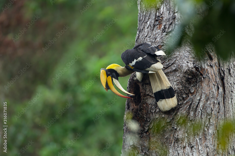Great Hornbill male(Buceros bicornis),Bird in the nest, sitting on the branch in the green tropic forest. Beautiful jungle hornbill, wildlife scene from nature,Southern Thailand Great Hornbill male(Buceros bicornis),Bird in the nest, sitting on the branch in the green tropic forest. Beautiful jungle hornbill, wildlife scene from nature,Southern Thailand
