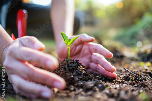 Фотография Closeup image of people holding and planting a small tree on pile of soil