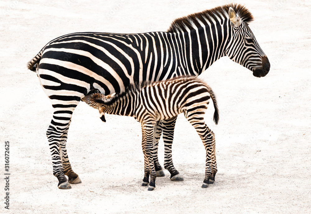 A baby zebra (foal) suckling from its mother. Stock Photo Adobe Stock