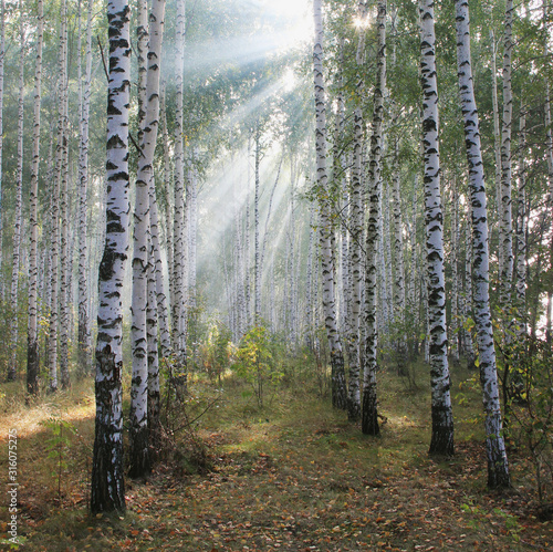 Foggy morning in a birch grove. The sun shines through the leaves.