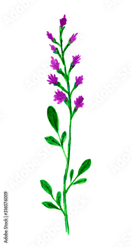 Hand-drawn watercolor single wildflower  long thin stem  pink-purple petals  green leaves. Element of nature for the spring-summer season