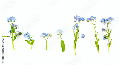 Konstfotografi Bunch of fresh blue forget me not flower