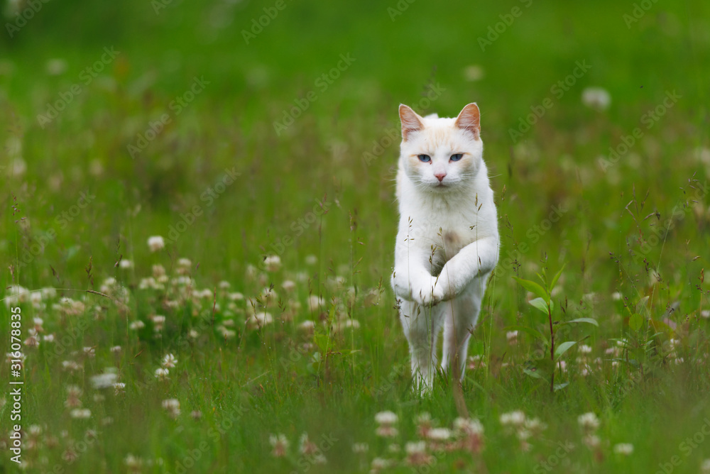 A mischievous white cat sprinting through grass A mischievous white cat sprinting through grass