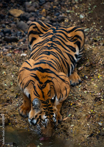 Beautiful tigress drinking water from a puddle