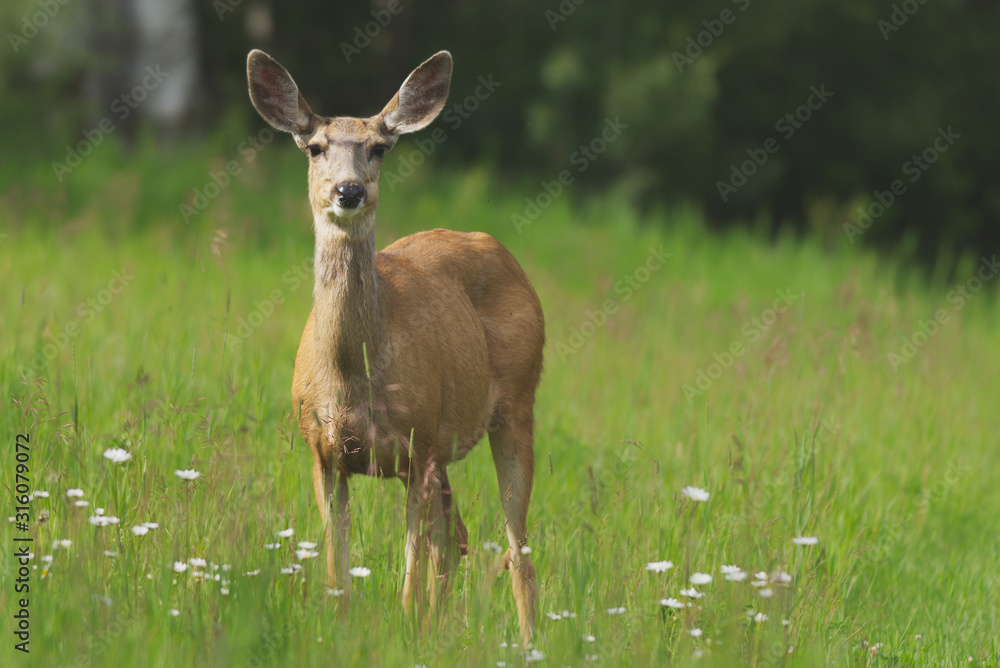 White-tailed Deer grazing on a grass covered field White-tailed Deer grazing on a grass covered field
