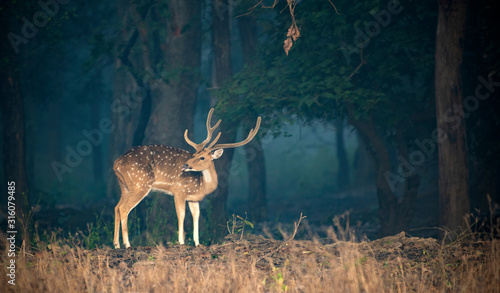 Spotted deer or chital in a beautiful winter morning in Indian forest