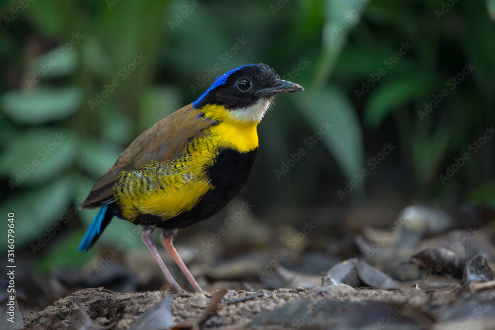 Naklejka premium A male Gurney's Pitta rare resident,endemic of Thailand.(Pitta gurneyi)