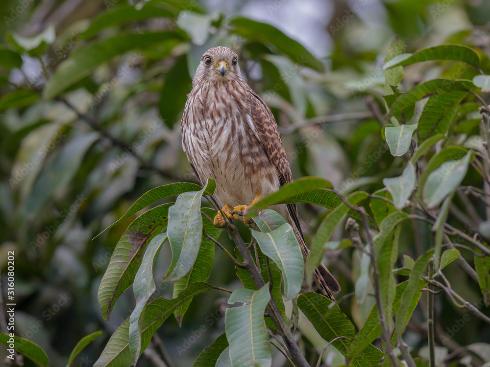 Common kestrel male(Falco tinnunculus) on tree branch in the forest,Thailand Common kestrel male(Falco tinnunculus) on tree branch in the forest,Thailand