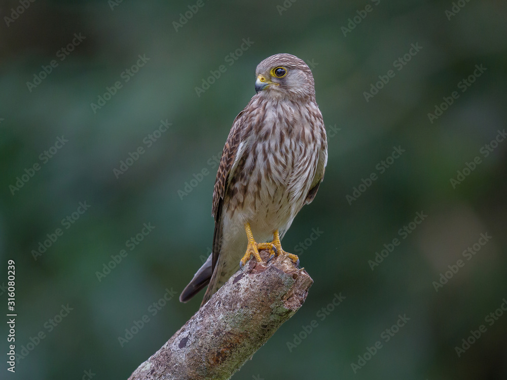 Common kestrel male(Falco tinnunculus) on tree branch in the forest,Thailand Common kestrel male(Falco tinnunculus) on tree branch in the forest,Thailand